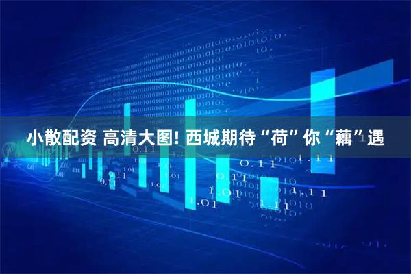 小散配资 高清大图! 西城期待“荷”你“藕”遇